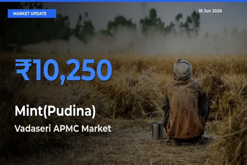 Vadaseri APMC Records Highest ₹10,250 Rate for Mint(Pudina)