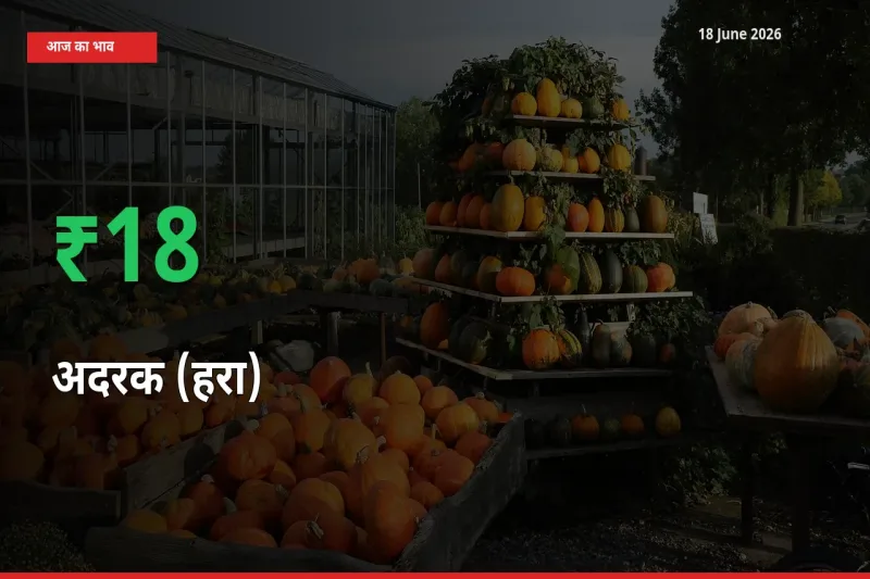 अचानक तेजी! मंडी में अदरक (हरा) के दाम 17.74% चढ़े