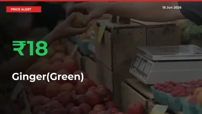 17.74% Spike in Ginger(Green) Prices – Mandi Sees Sudden Rally