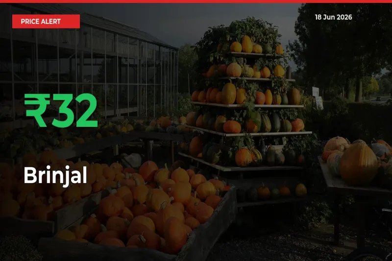Sudden 31.54% Rally in Brinjal Prices Across Mandis