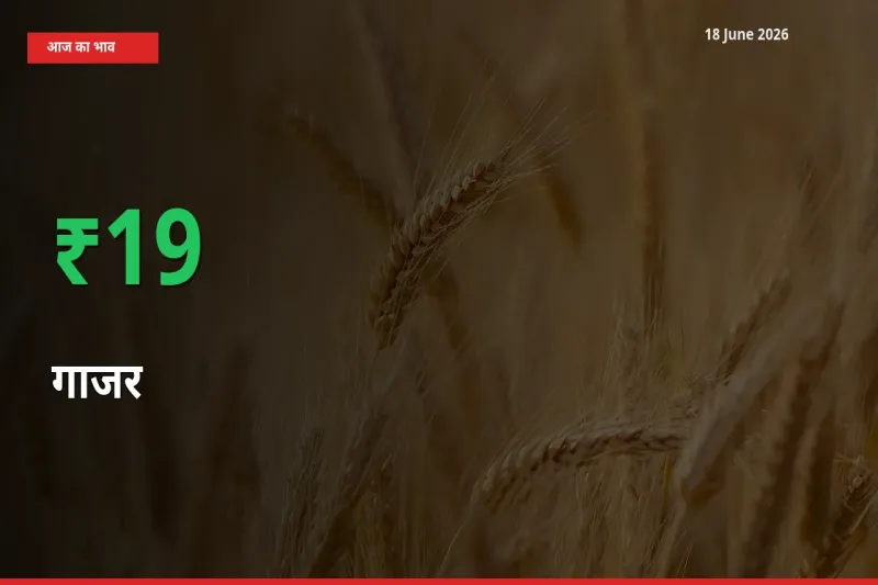 अचानक तेजी! मंडी में गाजर के दाम 18.55% चढ़े