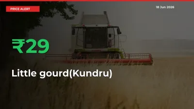 Sudden 29% Rally in Little gourd(Kundru) Prices Across Mandis