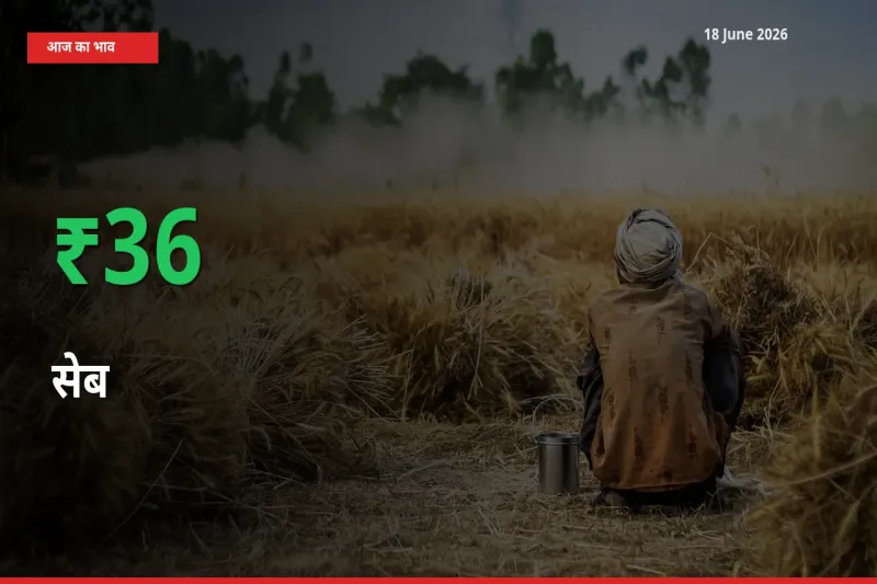 आज का मंडी भाव: सेब के दाम मंडी में 36.4% ऊपर