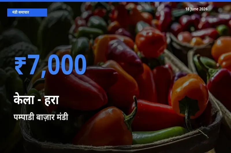 आज का मंडी भाव: केला - हरा के सबसे ज़्यादा दाम पम्पाडी बाज़ार में