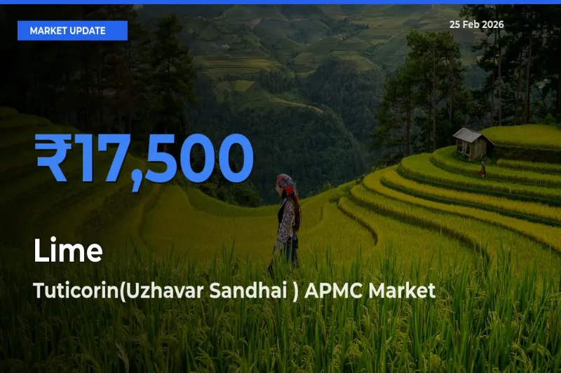 Tuticorin(Uzhavar Sandhai ) APMC Offers ₹17,500 – Highest Lime Rate Today