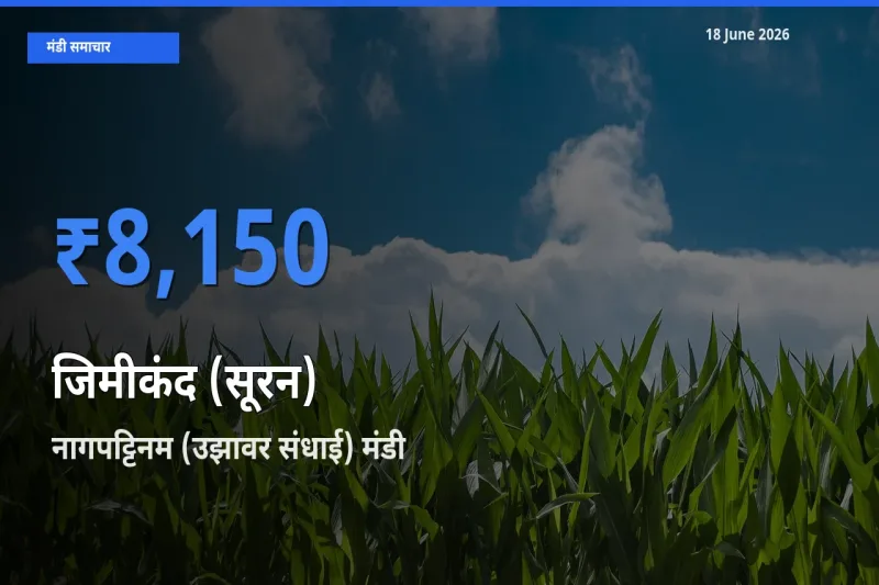 नागपट्टिनम (उझावर संधाई) मंडी में आज जिमीकंद (सूरन) के सबसे ऊँचे दाम दर्ज