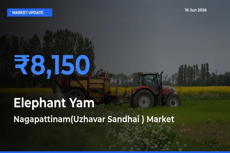 Market Watch: Nagapattinam(Uzhavar Sandhai ) Becomes Top Mandi for Elephant Yam