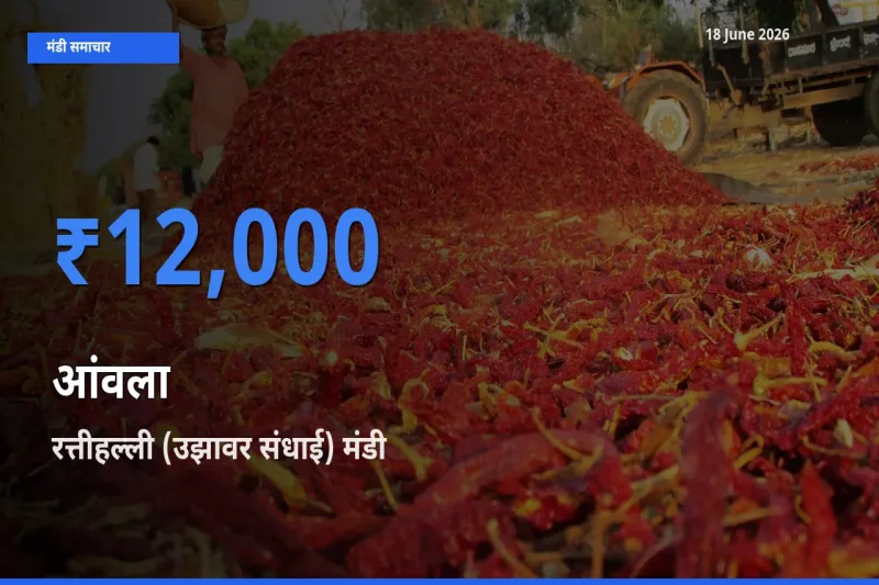रत्तीहल्ली (उझावर संधाई) मंडी में आज आंवला के सबसे ऊँचे दाम दर्ज