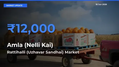 Amla (Nelli Kai) Mandi Rate Today: Rattihalli (Uzhavar Sandhai) Tops the List