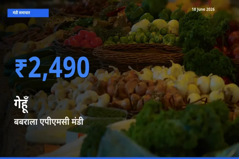 टॉप मंडी बना बबराला एपीएमसी! गेहूँ के सबसे ऊँचे दाम यहीं दर्ज