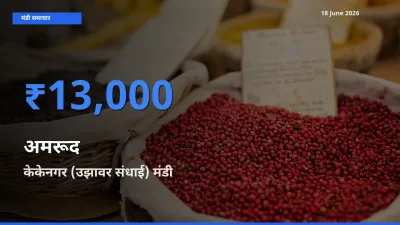 बाज़ार संकेत: केकेनगर (उझावर संधाई) बना अमरूद के लिए आज की टॉप मंडी