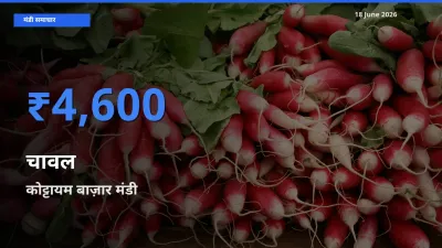 18 June अपडेट: चावल के सबसे ऊँचे दाम कोट्टायम बाज़ार मंडी में