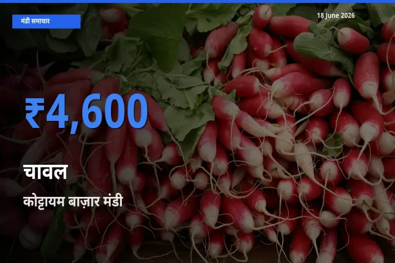 18 June अपडेट: चावल के सबसे ऊँचे दाम कोट्टायम बाज़ार मंडी में