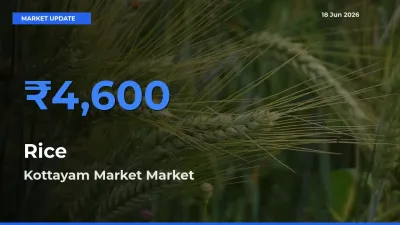 Kottayam Market Tops Rice Mandi Rates Today