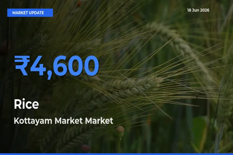 Kottayam Market Tops Rice Mandi Rates Today