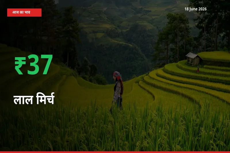 स्थानीय मंडी में लाल मिर्च के दाम अचानक 36.57% उछले, किसान सतर्क