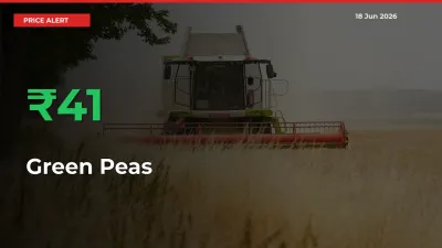 This Mandi Records 41.09% Jump in Green Peas Prices
