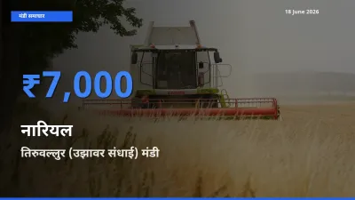 आज का मंडी भाव: नारियल के सबसे ज़्यादा दाम तिरुवल्लुर (उझावर संधाई) में
