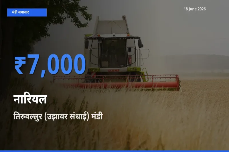 आज का मंडी भाव: नारियल के सबसे ज़्यादा दाम तिरुवल्लुर (उझावर संधाई) में