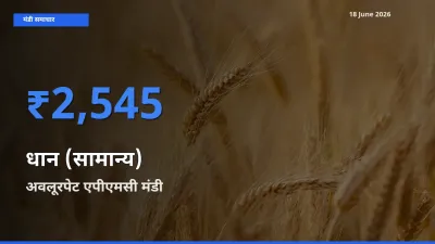 अवलूरपेट एपीएमसी मंडी में आज धान (सामान्य) के सबसे ऊँचे दाम दर्ज
