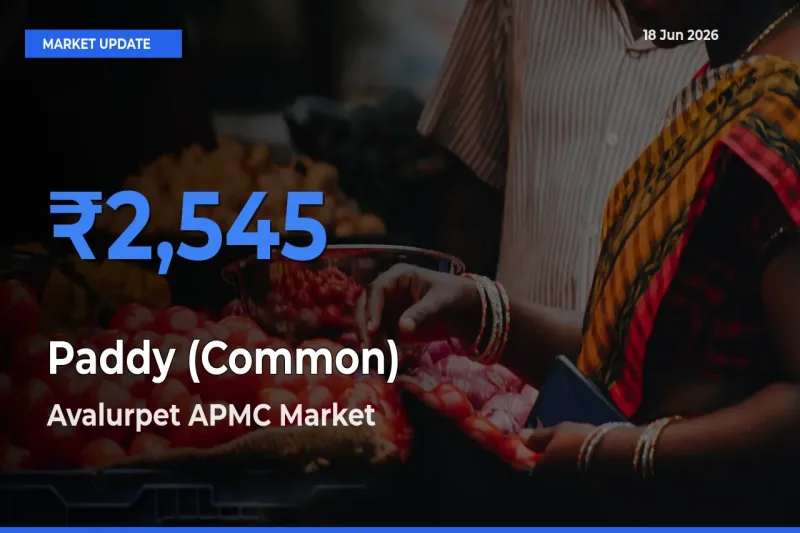 Avalurpet APMC Records Highest ₹2,545 Rate for Paddy (Common)