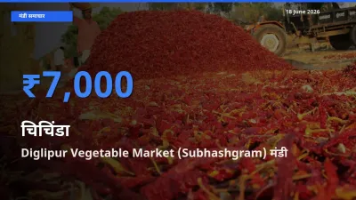 आज चिचिंडा के सबसे ज़्यादा दाम Diglipur Vegetable Market (Subhashgram) मंडी में दर्ज