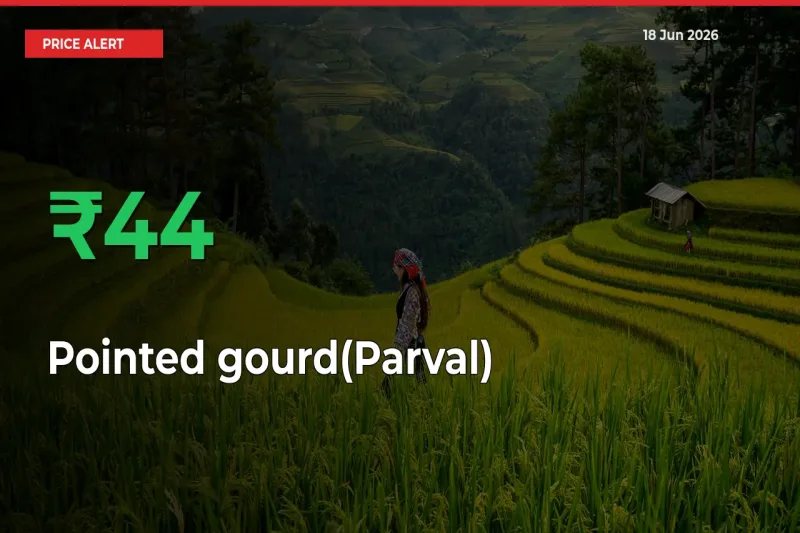 Pointed gourd(Parval) Prices Rise 43.94% in a Day at Major Mandis