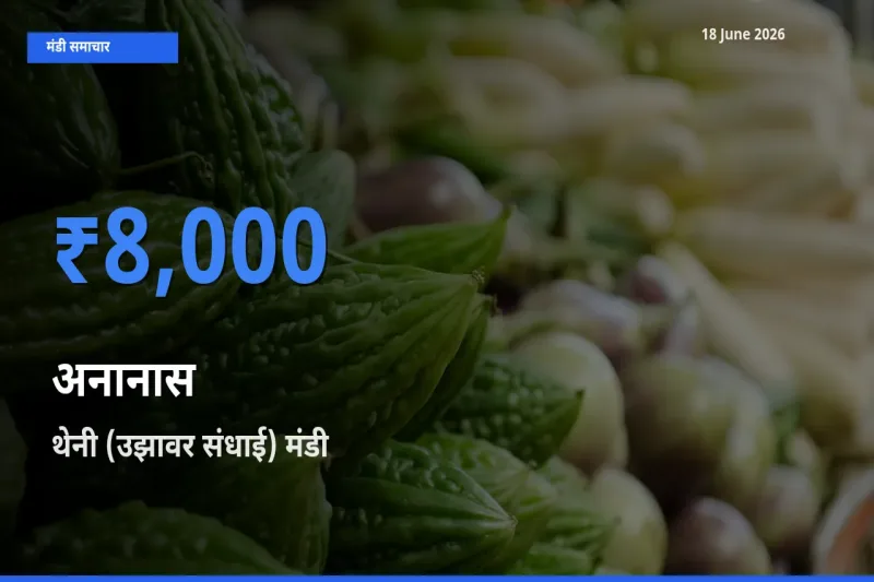 थेनी (उझावर संधाई) मंडी में आज अनानास के सबसे ऊँचे दाम दर्ज