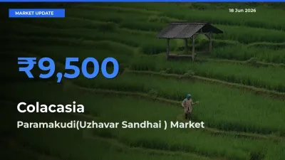 Farmers Prefer Paramakudi(Uzhavar Sandhai ) as Colacasia Hits Highest Rate