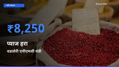 आज प्याज हरा के सबसे ऊँचे दाम ₹8,250 वडासेरी एपीएमसी मंडी में