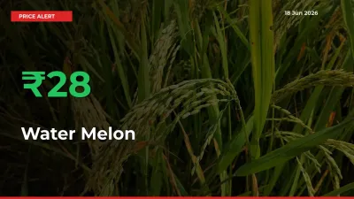 27.95% Spike in Water Melon Prices – Mandi Sees Sudden Rally