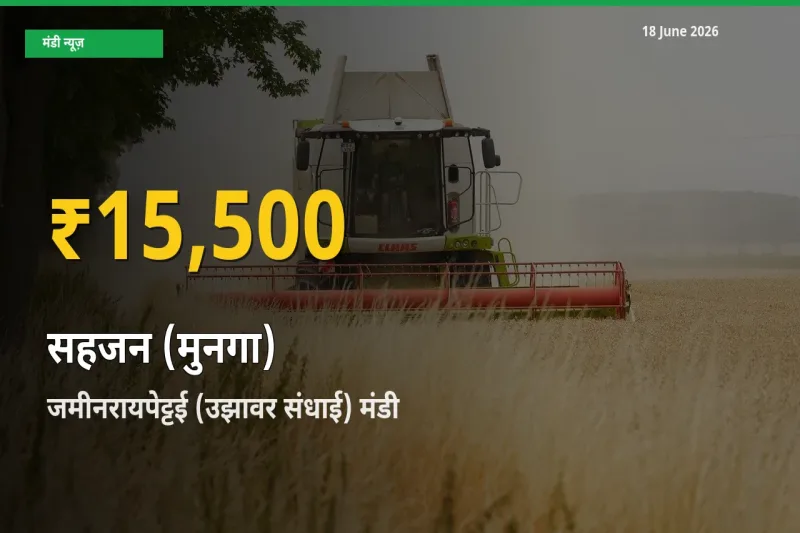 सहजन (मुनगा) के भावों में जबरदस्त उछाल, जमीनरायपेट्टई (उझावर संधाई) में नया उच्च स्तर