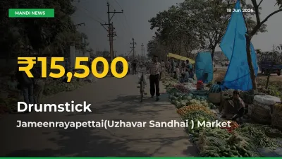 Drumstick Prices Soar to Record High in Jameenrayapettai(Uzhavar Sandhai ) – Farmers Alert Today