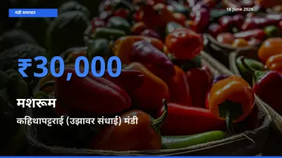 किसानों की पसंद बना कहिथापट्टराई (उझावर संधाई), मशरूम के सबसे अच्छे दाम