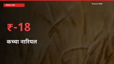 कच्चा नारियल 18.44% गिरा, मंडी