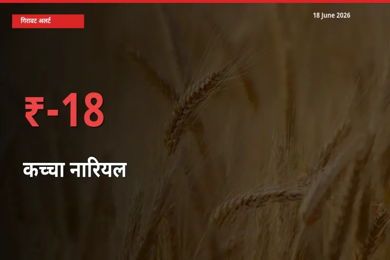 कच्चा नारियल 18.44% गिरा, मंडी