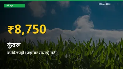 आज कोविलपट्टी (उझावर संधाई) में कुंदरू के दाम रिकॉर्ड स्तर पर, ताज़ा मंडी भाव जानें