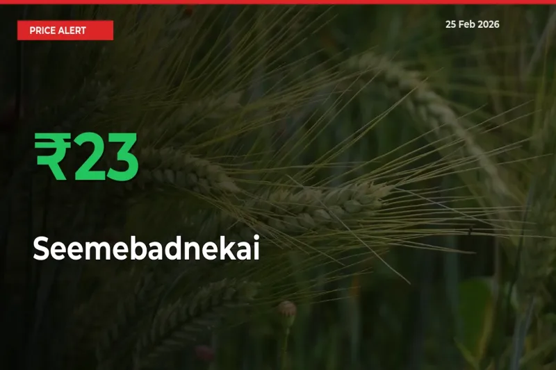 Farmers Cheer as Seemebadnekai Prices Surge 22.86% in Local Mandis
