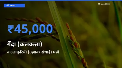 आज का मंडी भाव: गेंदा (कलकत्ता) के सबसे ज़्यादा दाम कल्लाकुरिची (उझावर संधाई) में