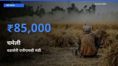 बाज़ार संकेत: वडासेरी एपीएमसी बना चमेली के लिए आज की टॉप मंडी