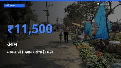 मायलाडी (उझावर संधाई) मंडी में आम ₹11,500 पर पहुँचा – आज का सर्वोच्च भाव