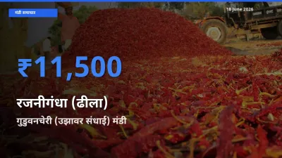 आज रजनीगंधा (ढीला) के सबसे ऊँचे दाम ₹11,500 गुडुवनचेरी (उझावर संधाई) मंडी में