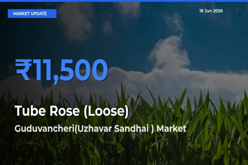 Market Watch: Guduvancheri(Uzhavar Sandhai ) Becomes Top Mandi for Tube Rose (Loose)
