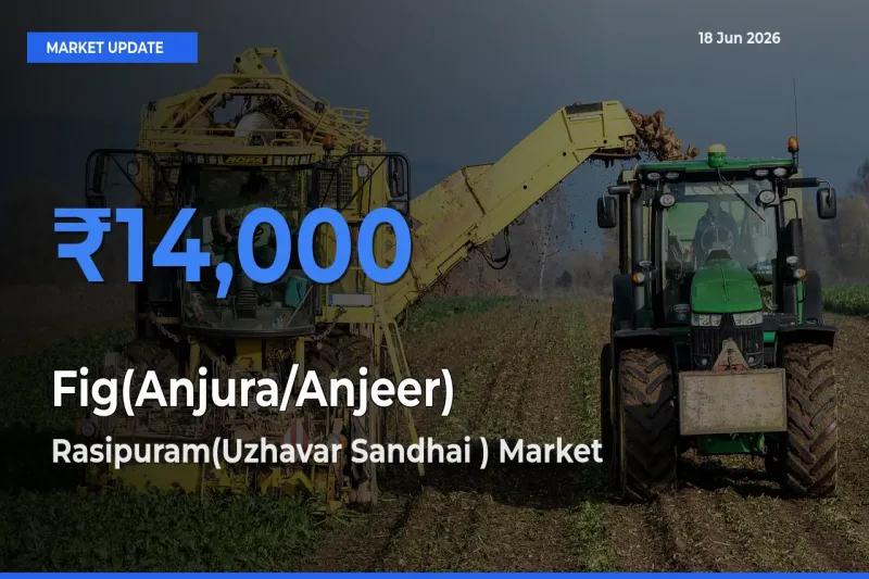 Market Watch: Rasipuram(Uzhavar Sandhai ) Becomes Top Mandi for Fig(Anjura/Anjeer)