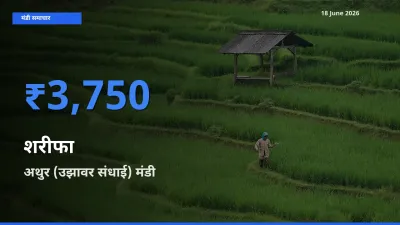 18 June अपडेट: शरीफा के सबसे ऊँचे दाम अथुर (उझावर संधाई) मंडी में
