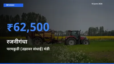 किसानों की पसंद बना परमकुडी (उझावर संधाई), रजनीगंधा के सबसे अच्छे दाम