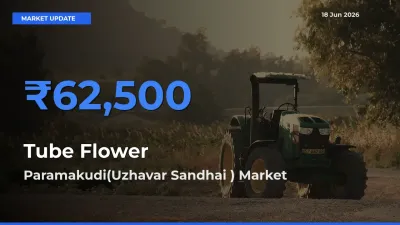 Farmers Prefer Paramakudi(Uzhavar Sandhai ) as Tube Flower Hits Highest Rate