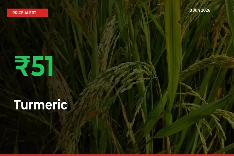 Why Turmeric Prices Rose 51.39% in a Day at Mandis