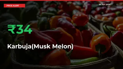 Big Rally! Karbuja(Musk Melon) Climbs 33.65% in 24 Hours at Top Mandis