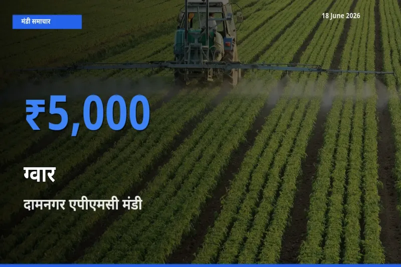 दामनगर एपीएमसी मंडी में आज ग्वार के सबसे ऊँचे दाम दर्ज